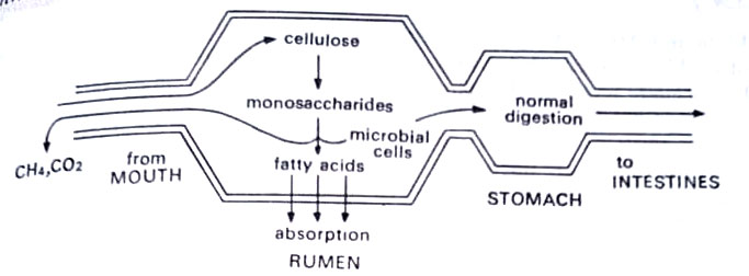A diagrammatic representation of the metabolism occuring in the rumen